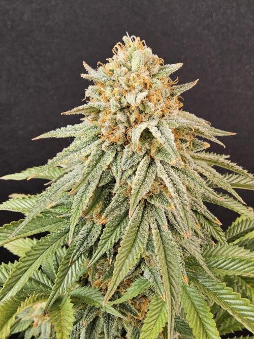 Fast Mystery. Week 18