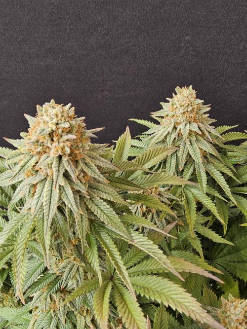 Fast Mystery. Week 18
