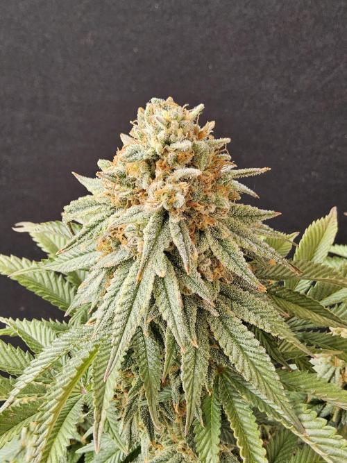 Fast Mystery. Week 18