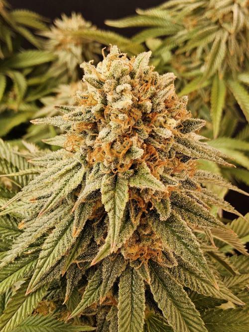 Fast Mystery. Week 18