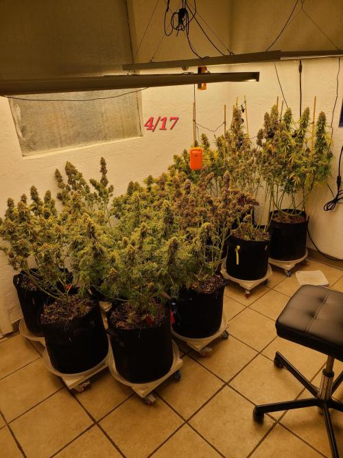 Fast Mystery. Week 18