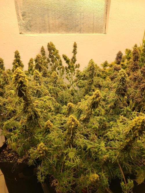 Fast Mystery. Week 18