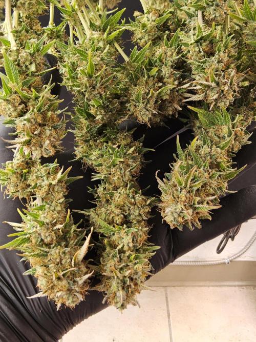 The Truffle of MSNL. Week 18
