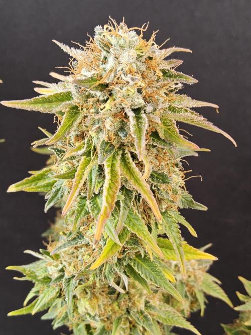 The Truffle of MSNL. Week 18