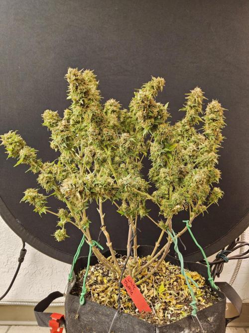 The Truffle of MSNL. Week 18