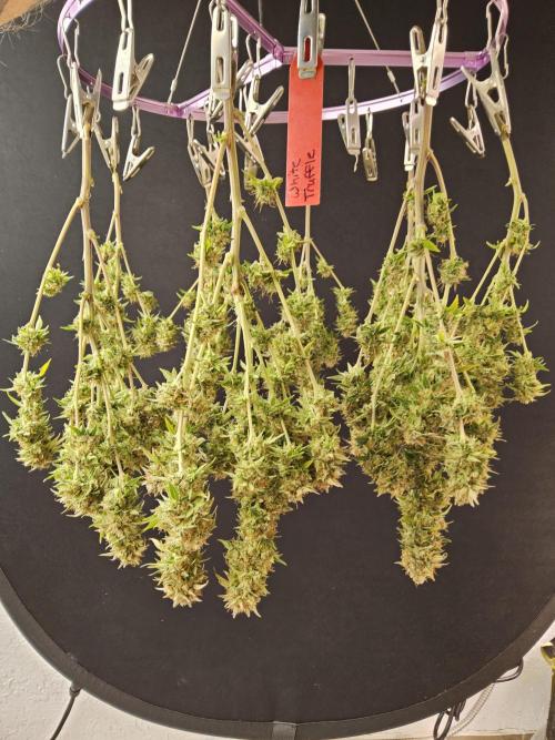 The Truffle of MSNL. Week 18