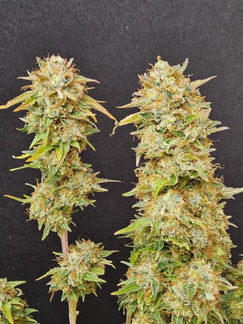 The Truffle of MSNL. Week 18