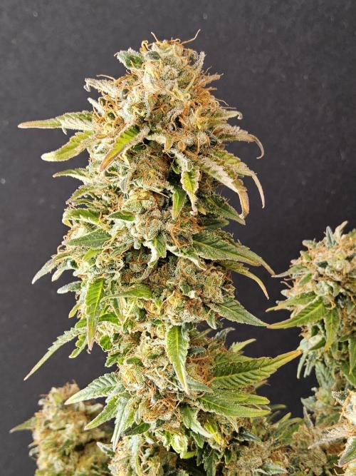 The Truffle of MSNL. Week 18