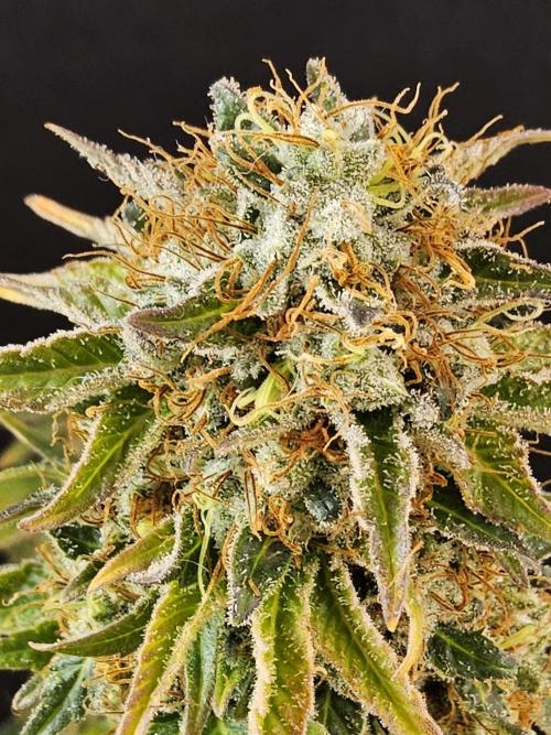 The Truffle of MSNL. Week 18
