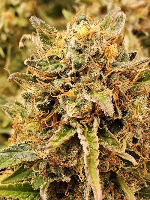 The Truffle of MSNL. Week 18
