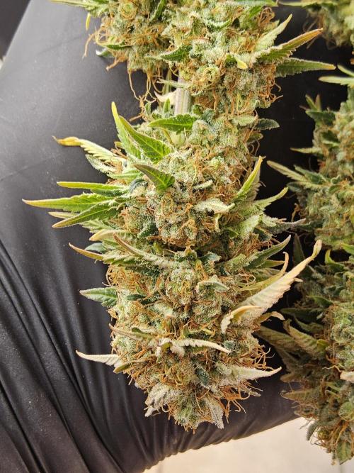 The Truffle of MSNL. Week 18