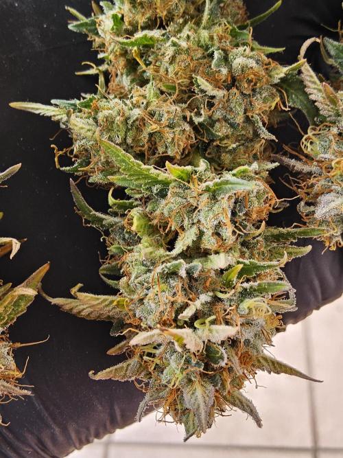 The Truffle of MSNL. Week 18