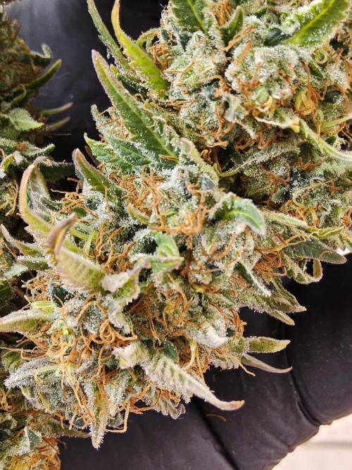The Truffle of MSNL. Week 18