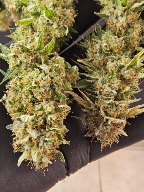 The Truffle of MSNL. Week 18