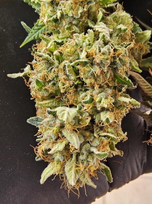 The Truffle of MSNL. Week 18