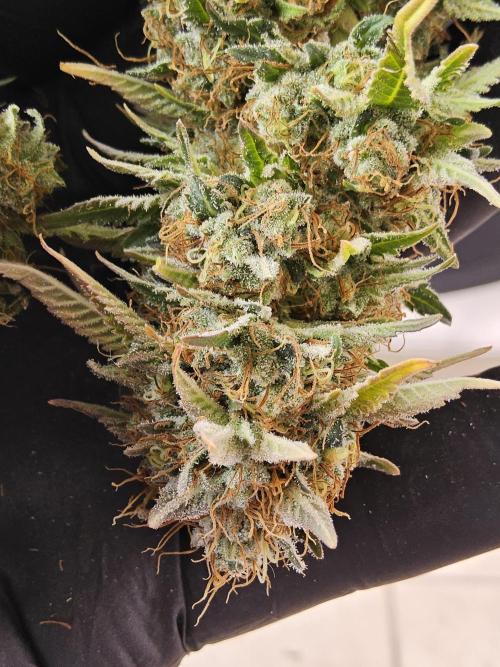 The Truffle of MSNL. Week 18