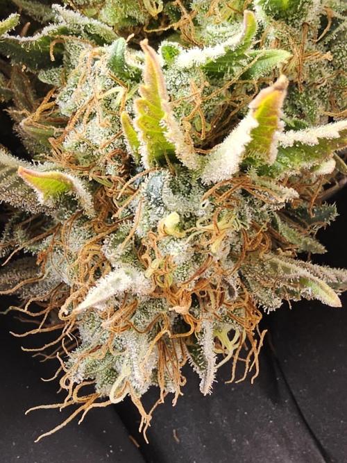 The Truffle of MSNL. Week 18