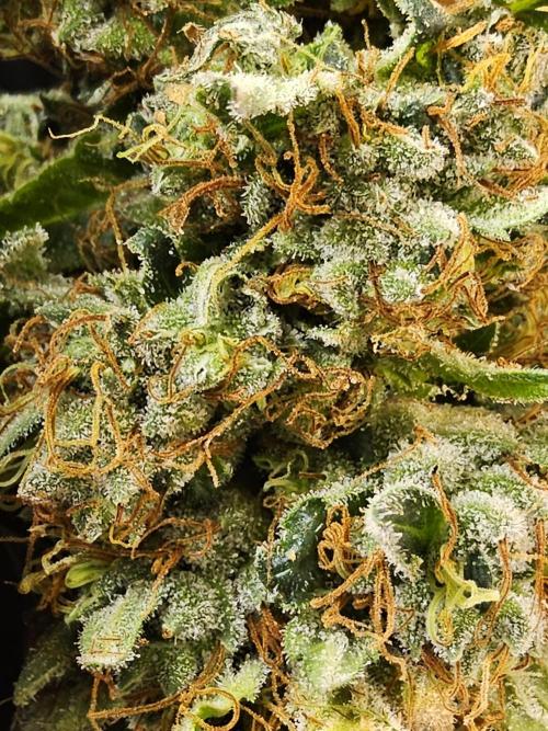 The Truffle of MSNL. Week 18