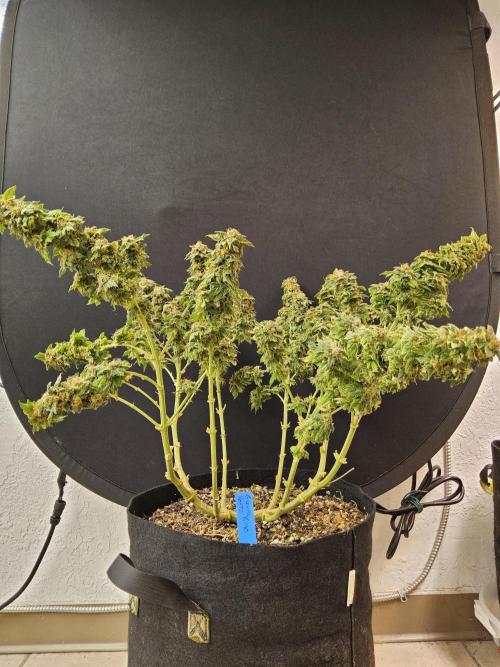 Sweet Guava Root. Week 19