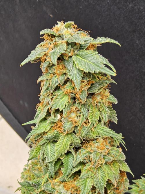 Sweet Guava Root. Week 19