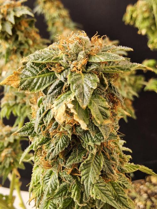 Sweet Guava Root. Week 19