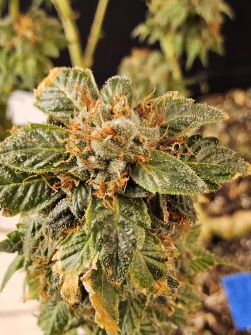 Sweet Guava Root. Week 19