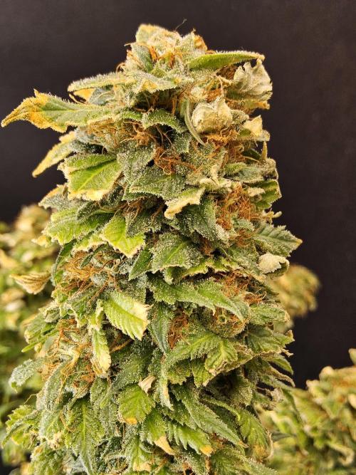 Sweet Guava Root. Week 19