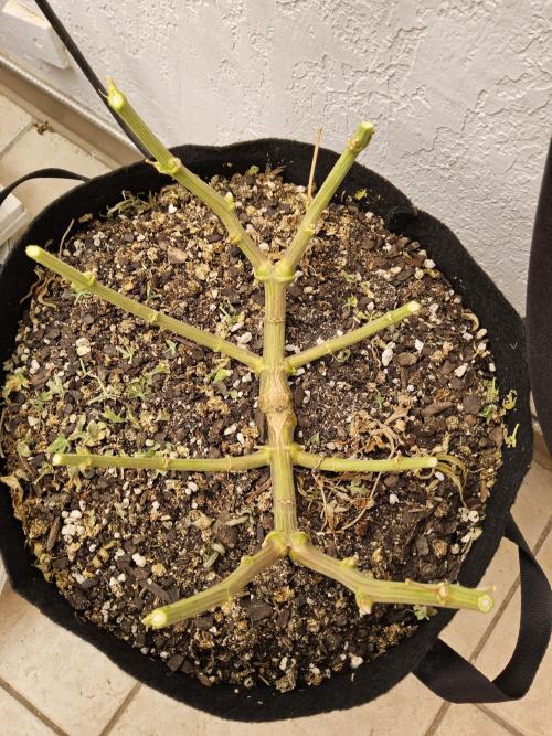 Sweet Guava Root. Week 19