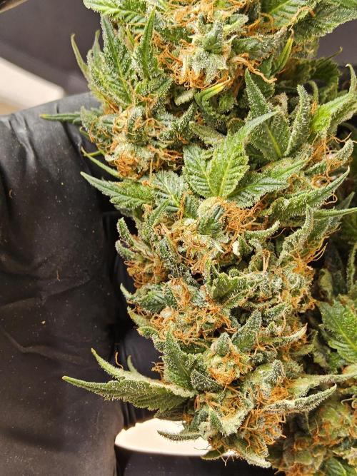 Sweet Guava Root. Week 19
