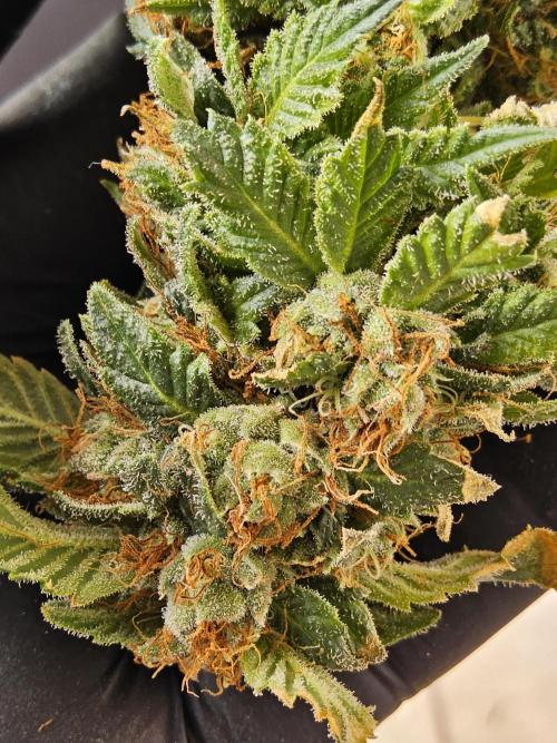 Sweet Guava Root. Week 19