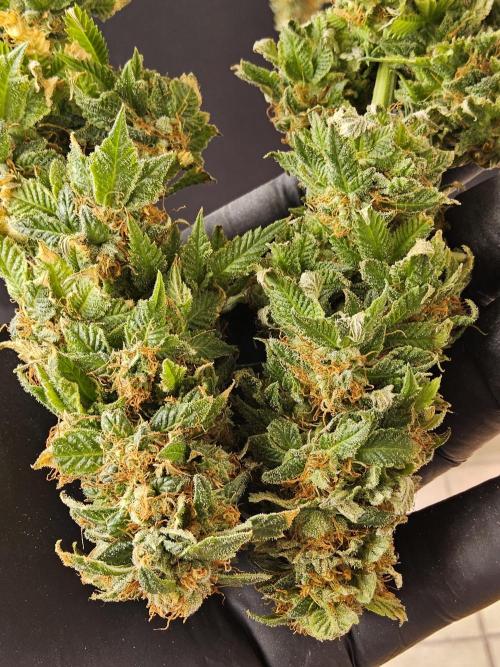 Sweet Guava Root. Week 19