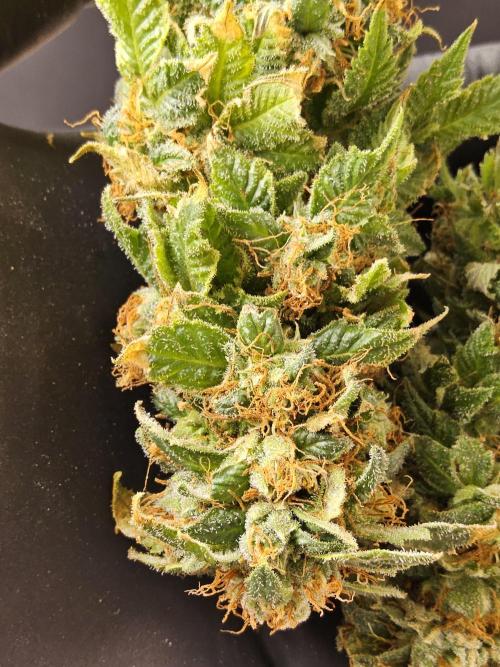 Sweet Guava Root. Week 19