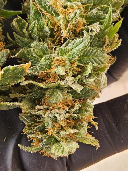 Sweet Guava Root. Week 19