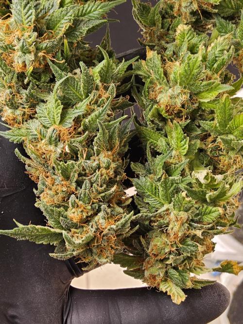 Sweet Guava Root. Week 19