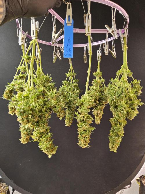 Sweet Guava Root. Week 19