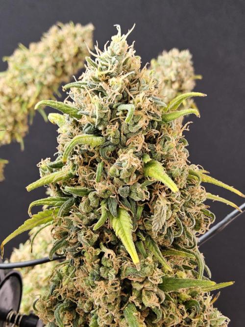 Freaky Skunk. Week 19