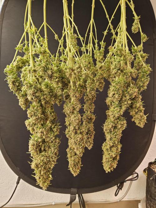 Freaky Skunk. Week 19