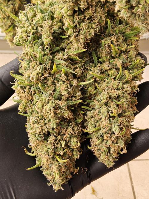 Freaky Skunk. Week 19