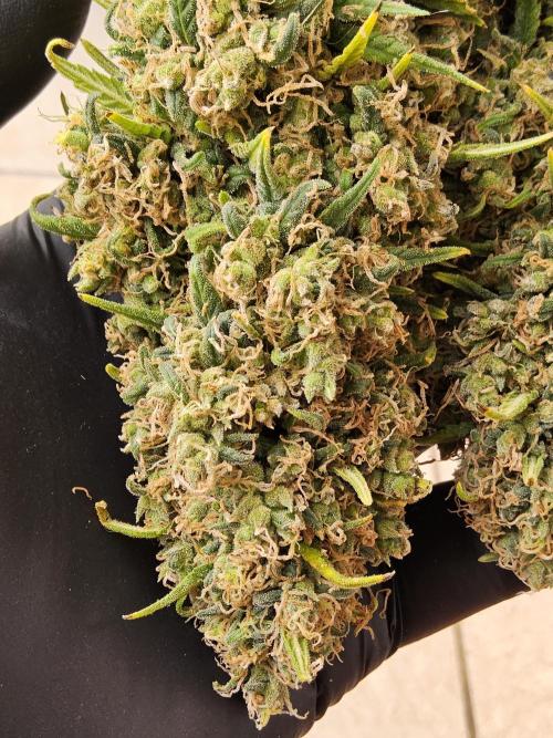 Freaky Skunk. Week 19