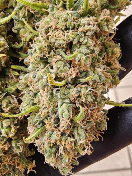 Freaky Skunk. Week 19