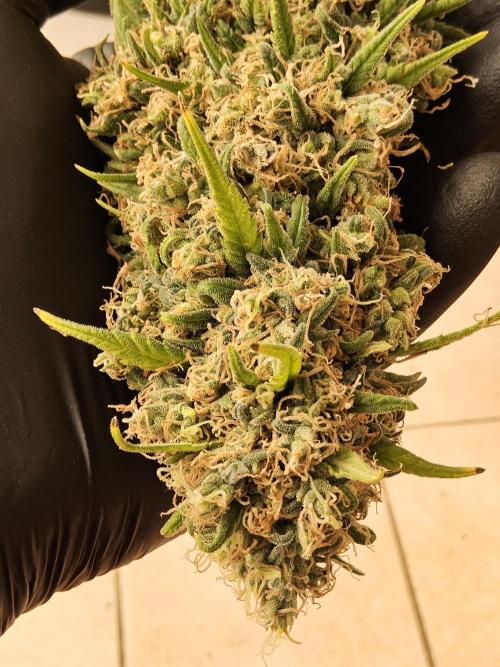 Freaky Skunk. Week 19