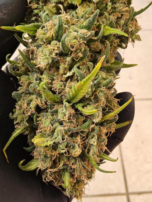 Freaky Skunk. Week 19
