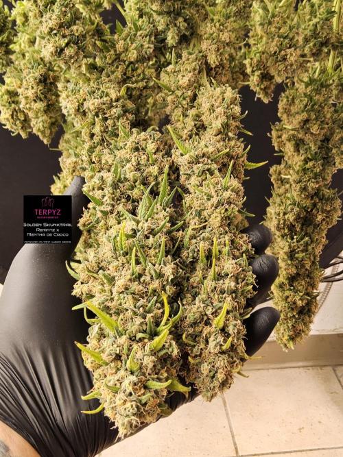 Freaky Skunk. Week 19
