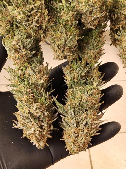 Fast Mystery. Week 19