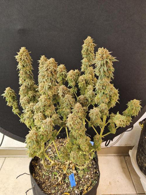 Fast Mystery. Week 19