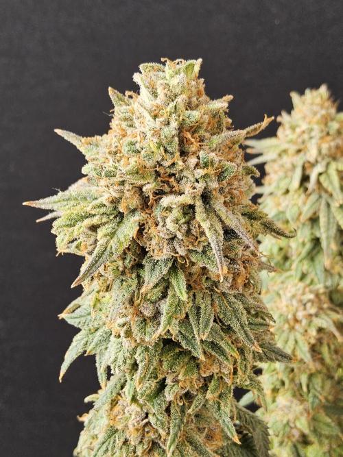 Fast Mystery. Week 19
