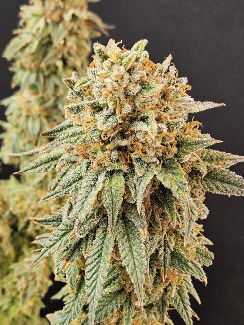 Fast Mystery. Week 19
