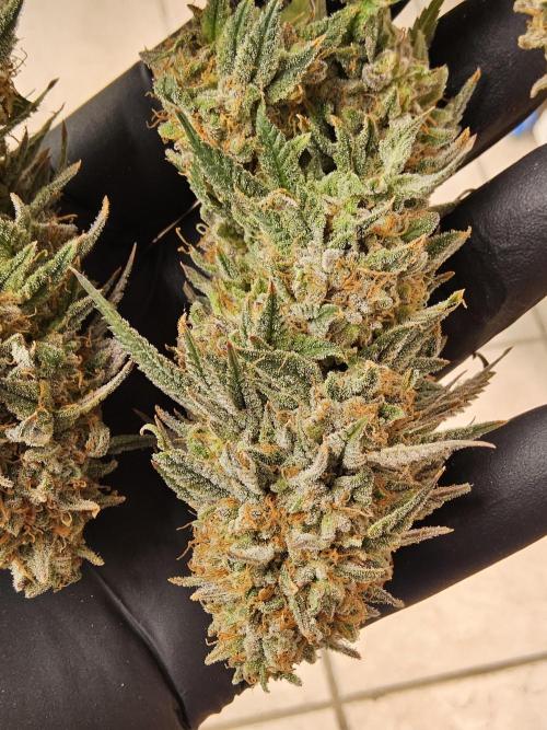 Fast Mystery. Week 19