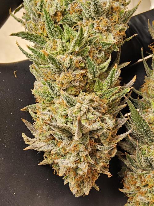 Fast Mystery. Week 19