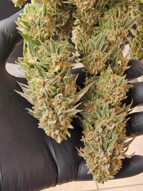 Fast Mystery. Week 19